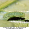 pieris rapae larva3